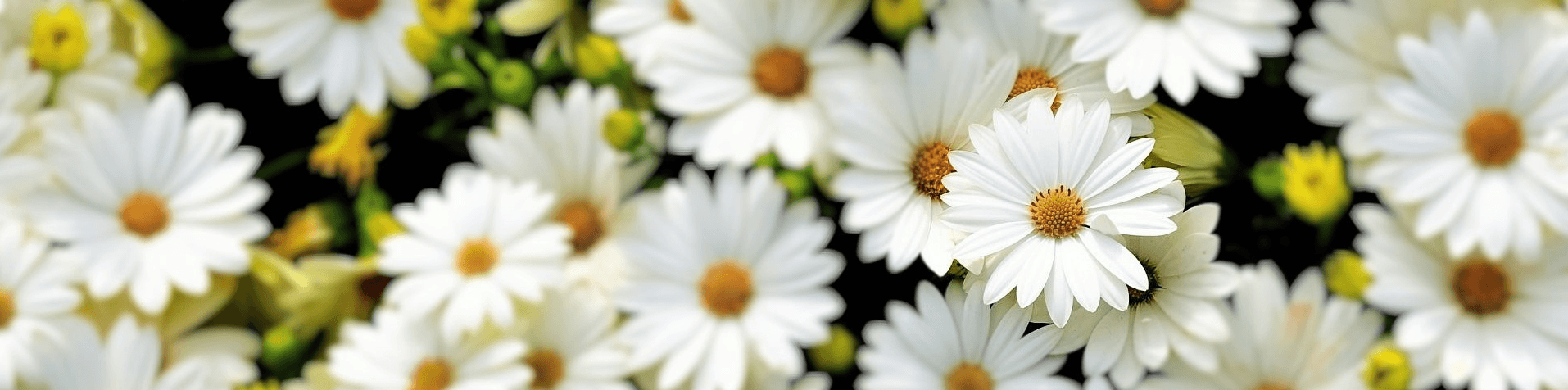 banner picture - close-up of daisies - a further flower in focus