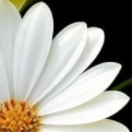 bullet picture - detail of daisy