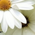 bullet picture - detail of daisy
